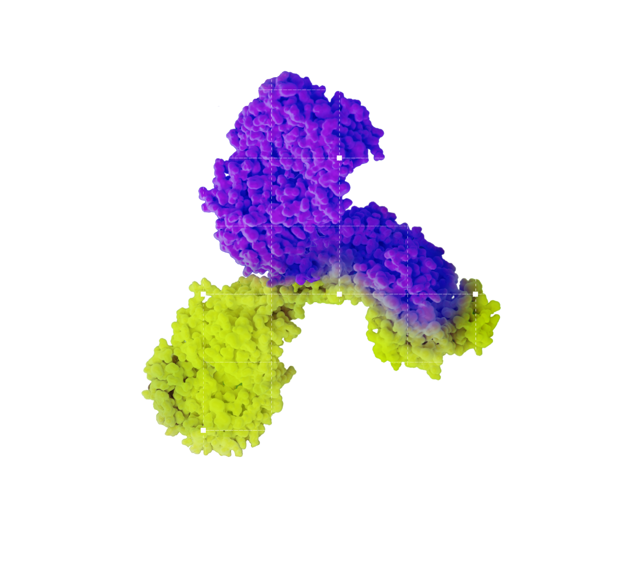 Antibody image-2