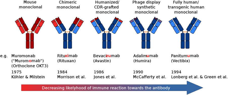 How are mAbs produced