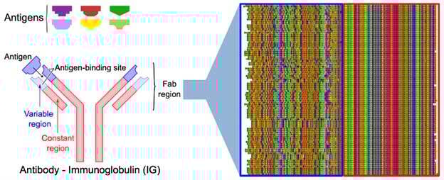 Figure 1: Alignment of immunoglobulins based on HYFTS patterns. 