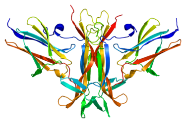 ImmunoPrecise Presents Novel T-Cell Engaging Bispecific Antibodies Addressing a Unique Oncological Target, Tropomyosin Receptor Kinase B, Associated with Poor Prognosis and Survival Rates